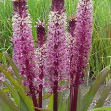 Eucomis Tugela Jewel
