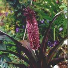 Eucomis Sparkling Burgundy