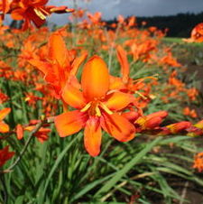 Crocosmia Orange Lucifer
