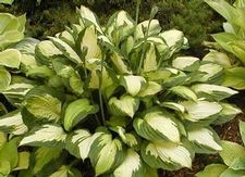 Hosta Captain Kirk