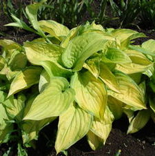 Hosta Stained Glass