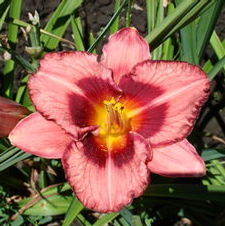Daylily Raspberry Ruffles