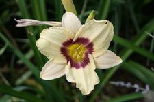 Daylily Pandora's Box