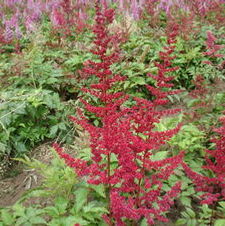 Astilbe Spinnel