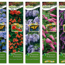 Assortment: Butterfly & Hummingbird