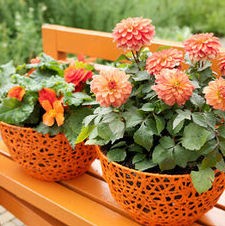 Dahlia gallery 'Matisse'