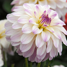 Dahlia gallery 'Monet'