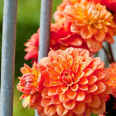 Dahlia gallery 'Pablo'