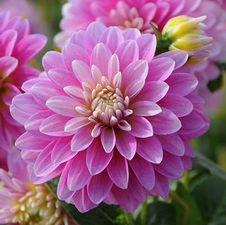 Dahlia gallery 'Rembrandt'