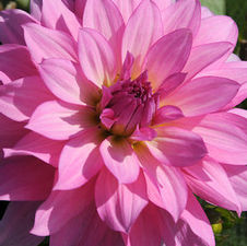 Dahlia gallery 'Renoir'