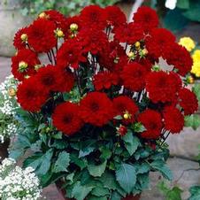 Dahlia gallery 'Singer'