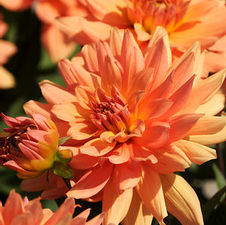 Dahlia gallery 'Vincent'