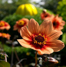 Dahlia happy single 'Date'