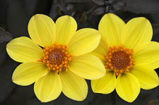 Dahlia happy single 'Party'