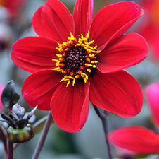 Dahlia happy single 'Romeo'