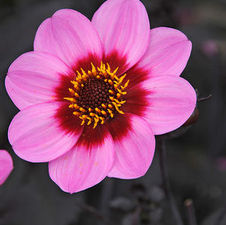 Dahlia happy single 'Wink'