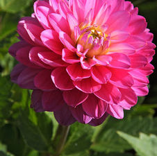 Dahlia melody 'Allegro'