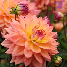 Dahlia melody 'Dora'