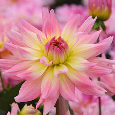 Dahlia melody 'Gipsy'