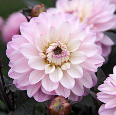 Dahlia melody 'Harmony'
