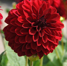 Dahlia melody 'Mambo'
