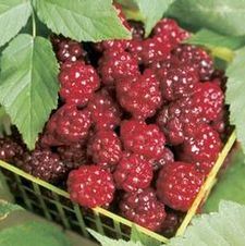 Boysenberry Thornless