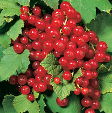 Currant Red Lake