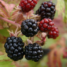 Dewberry Austin