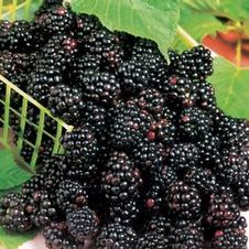 Dewberry Lucretia