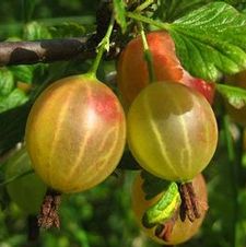 Gooseberry Oregon Champion