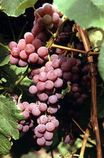 Grape seedless 'Reliance'