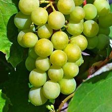 Grape wine 'Cayuga'