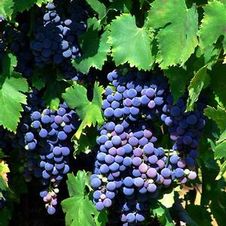 Grape wine 'Chambourcin'