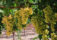 Grape wine 'Edelweiss'