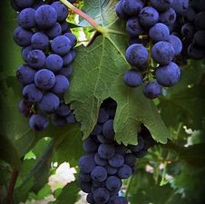 Grape wine 'Frontenac'