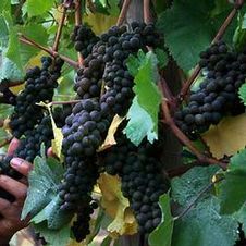 Grape wine 'Marechal Foch'