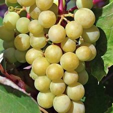 Grape wine 'Prairie Star'