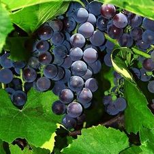 Grape wine 'St. Croix'