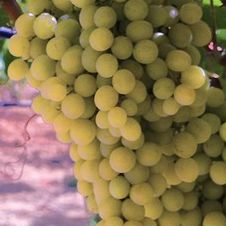 Grape wine 'Vidal Blanc'