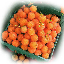 Raspberry everbearing 'Fall Gold'