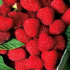 Raspberry junebearing 'Latham'