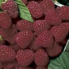 Raspberry summerbearing 'Royalty'
