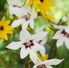 Acidanthera Bicolor Muriliae