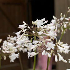 Agapanthus Alba Grandiflora
