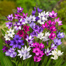Babiana Stricta Mix