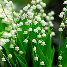 Convallaria majalis 'Lily of the Valley'