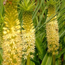 Eucomis Autumnalis