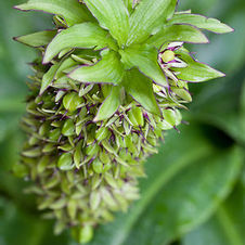 Eucomis Bicolor