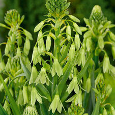 Galtonia Viridifloria