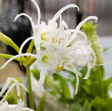 Hymenocallis Festalis